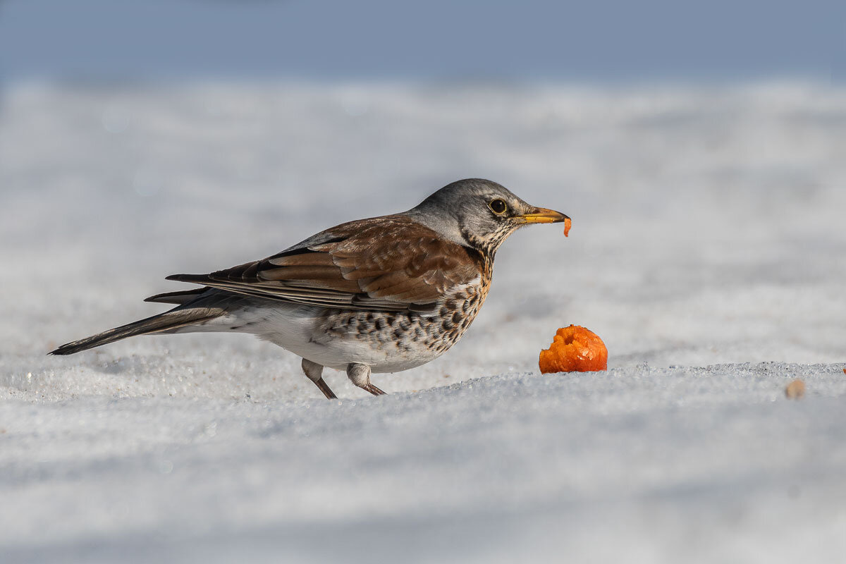 Дрозд рябинник. - Николай Ловец Дрозд рябинник. - Николай Ловец