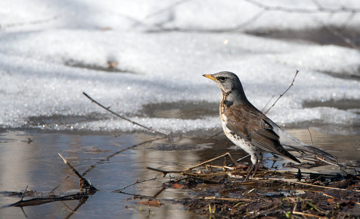 Весна. Дрозды прилетели. - Владимир Безбородов Весна. Дрозды прилетели. - Владимир Безбородов