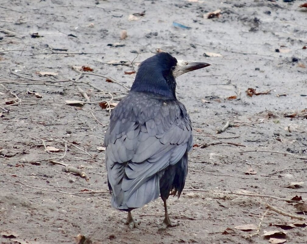 Грач - Наталья ***