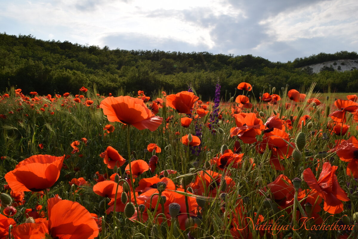 Природа Крыма - Изумительная Космея Природа Крыма - Изумительная Космея