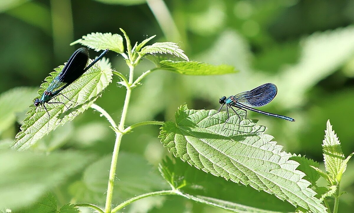 стрекозодром... - Александр Герасенков
