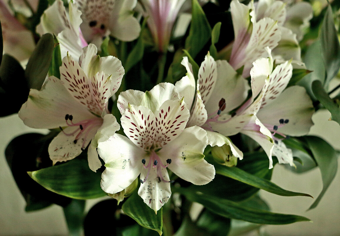 Альстромерии - Светлана Альстромерии - Светлана