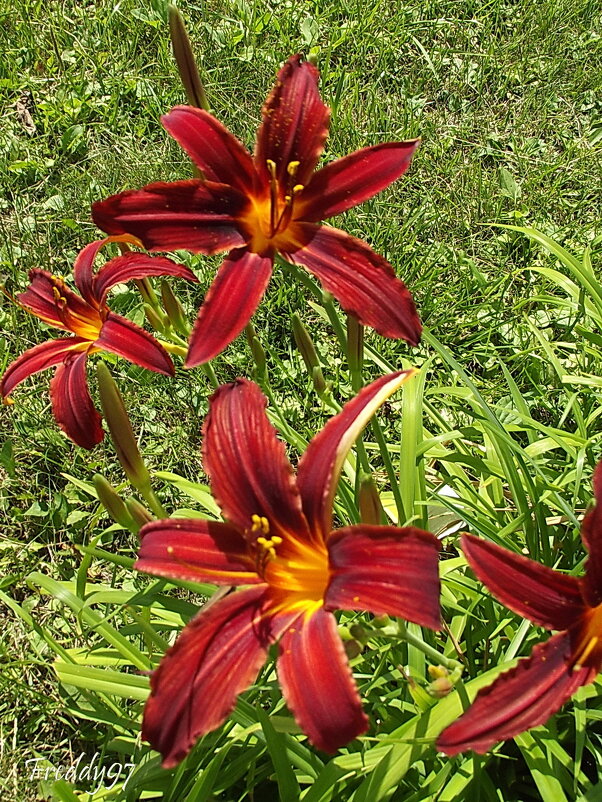 Лилейники - Freddy 97