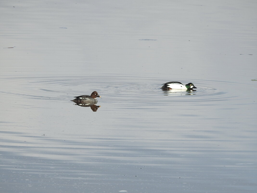 весна - ИННА ПОРОХОВА