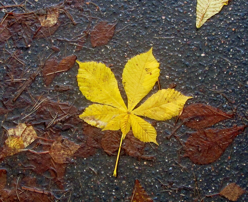 ..гербарий на асфальте.... - galalog galalog