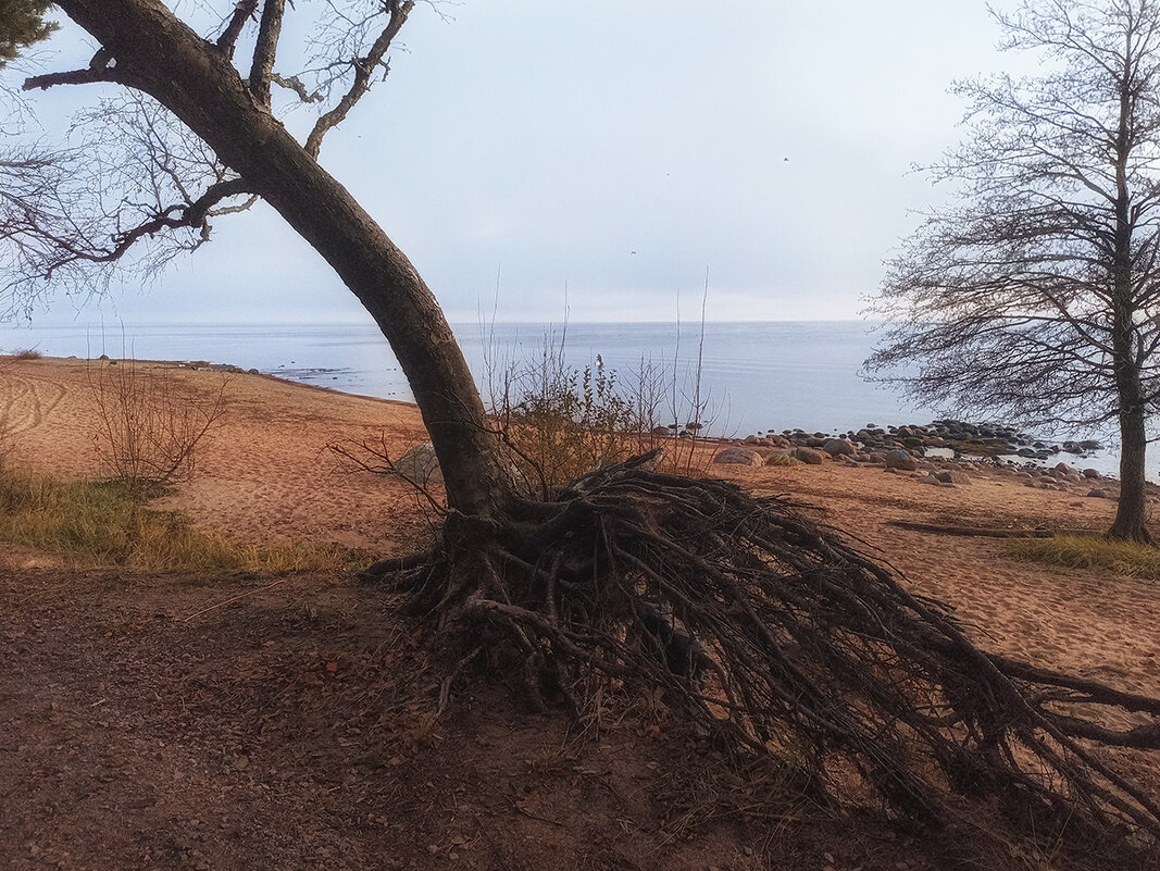 Падающая сосна. - Лилия *