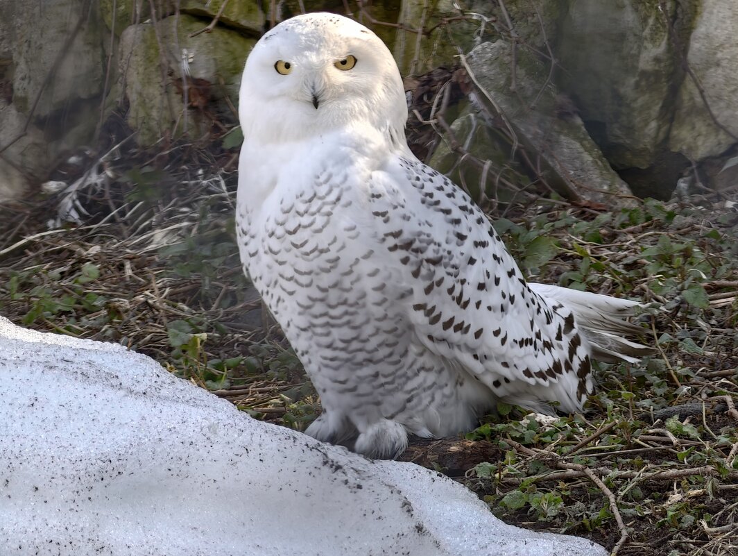 Белая сова - <<< Наташа >>>