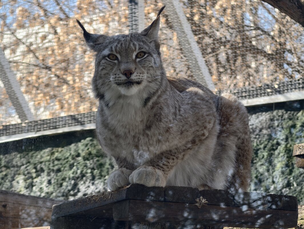 Рысь - <<< Наташа >>>