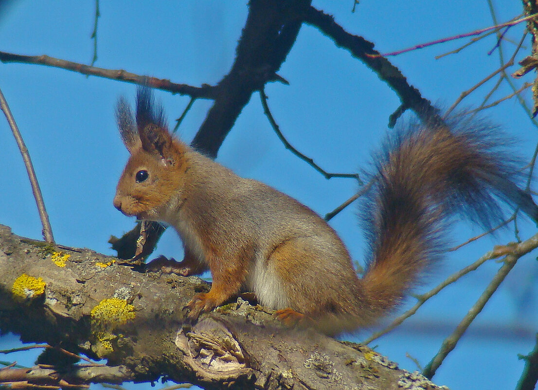 *** - gawrilа - dan