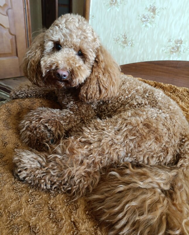 Филя отдыхает, а я мешаю. - Ирина ***