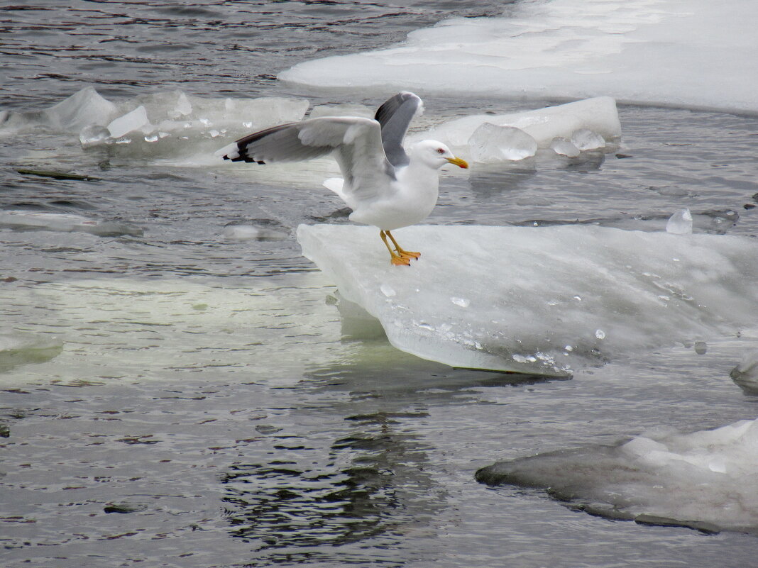 Мартовские серебристые чайки - Александр Чеботарь