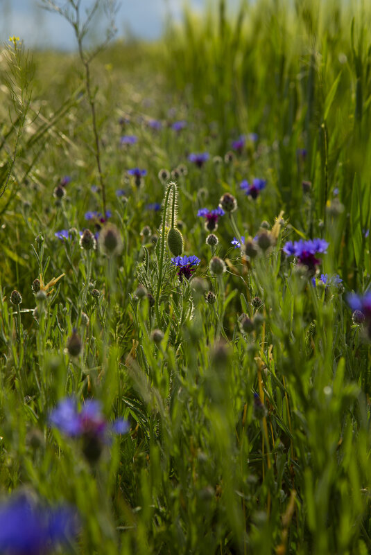 *** - Яна Горбунова