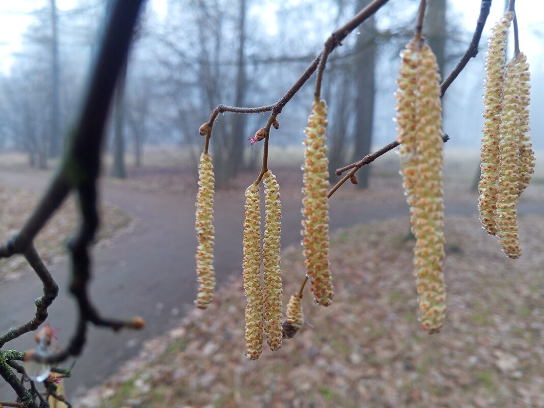 Орешник - Сапсан 