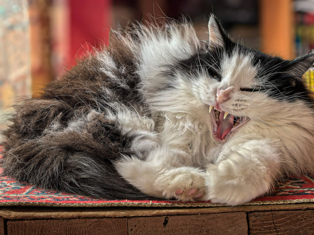 НЕ ПРИСТАВАЙТЕ ... НЕ БУДИТЕ ВО МНЕ ЗВЕРЯ ... ! - Владимир Железнов