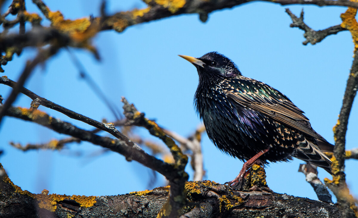Весна. Скворцы прилетели. - Владимир Безбородов
