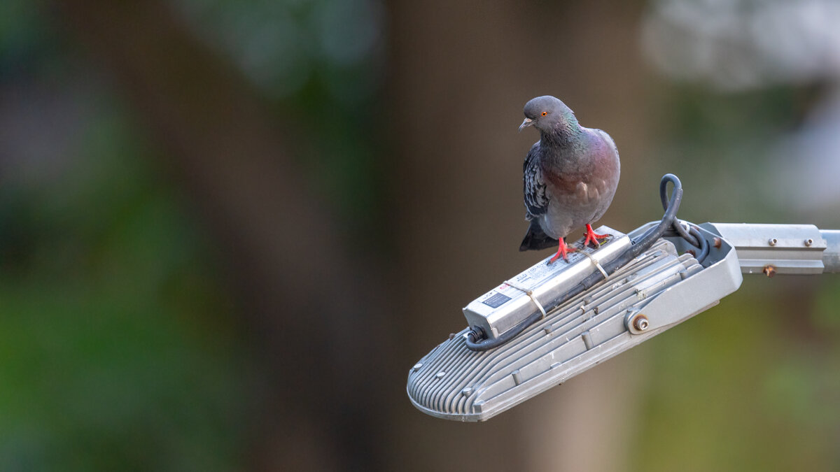 Птицы в городе. Голубь - Владимир Лазарев