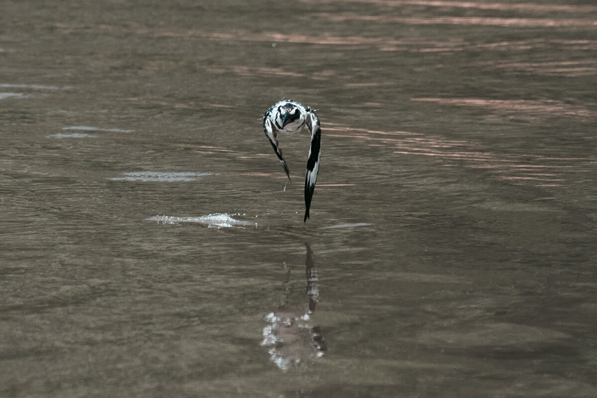 Малый пегий зимородок - Yudong Liu