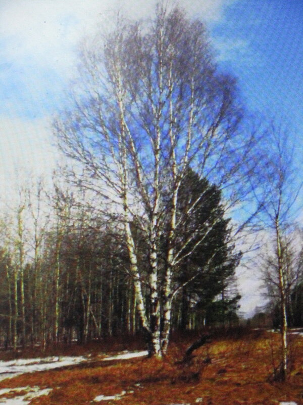 Весенняя красота - Людмила Смородинская