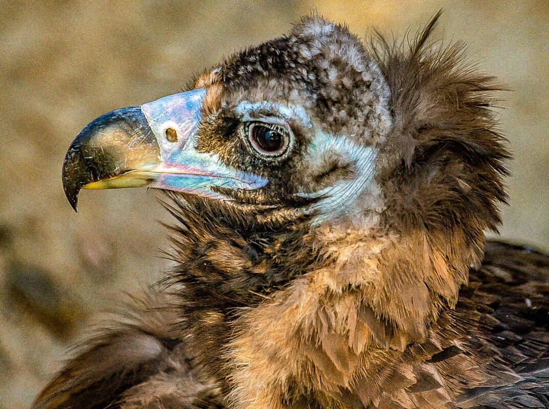 ГРИФ - Аркадий Лаптенко