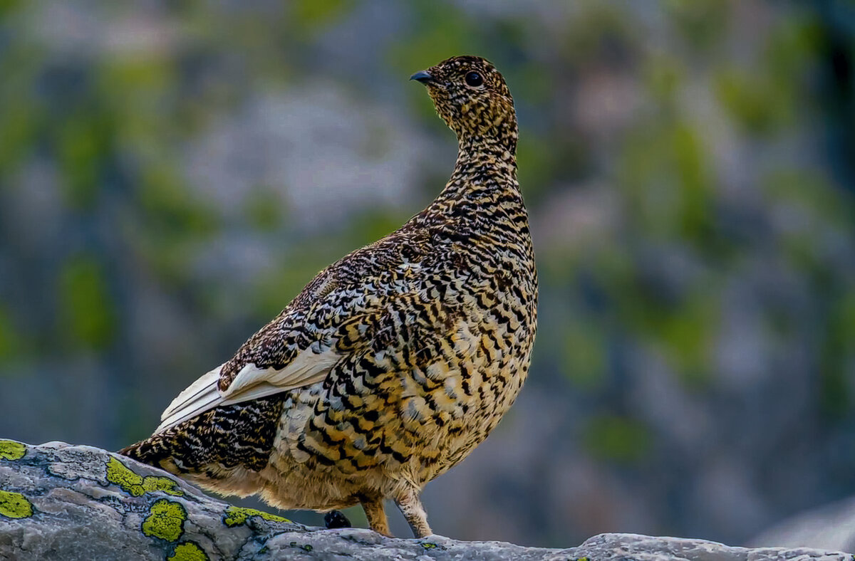 Тундряная куропатка - Aleksey Afonin