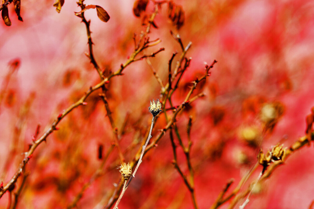 Гибискус - Юрий Гайворонскiий