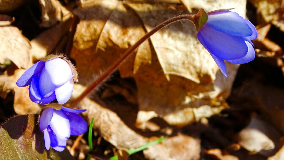 Весенние цветы (печёноцницы). - Милешкин Владимир Алексеевич 