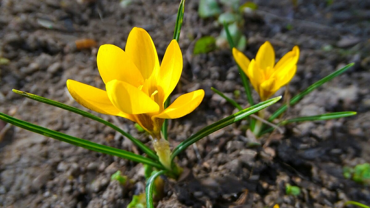Городские цветы (крокусы). - Милешкин Владимир Алексеевич 