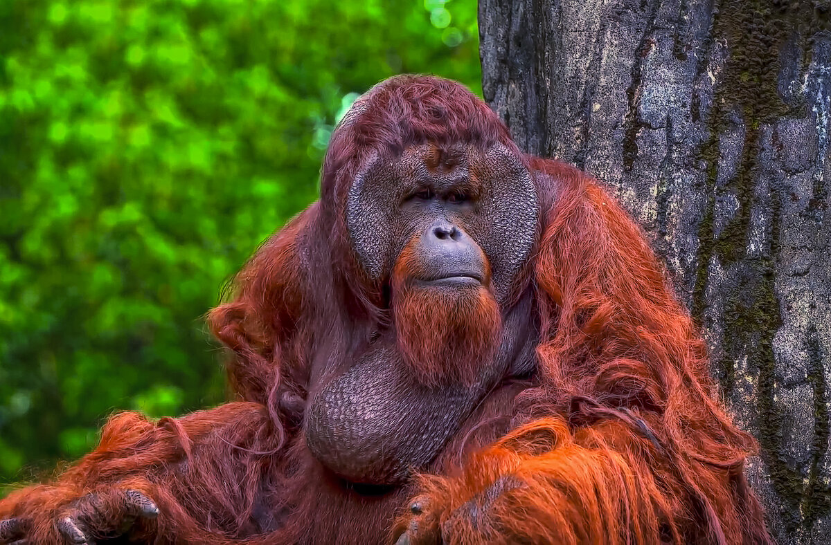 Суматранский орангутан - Aleksey Afonin