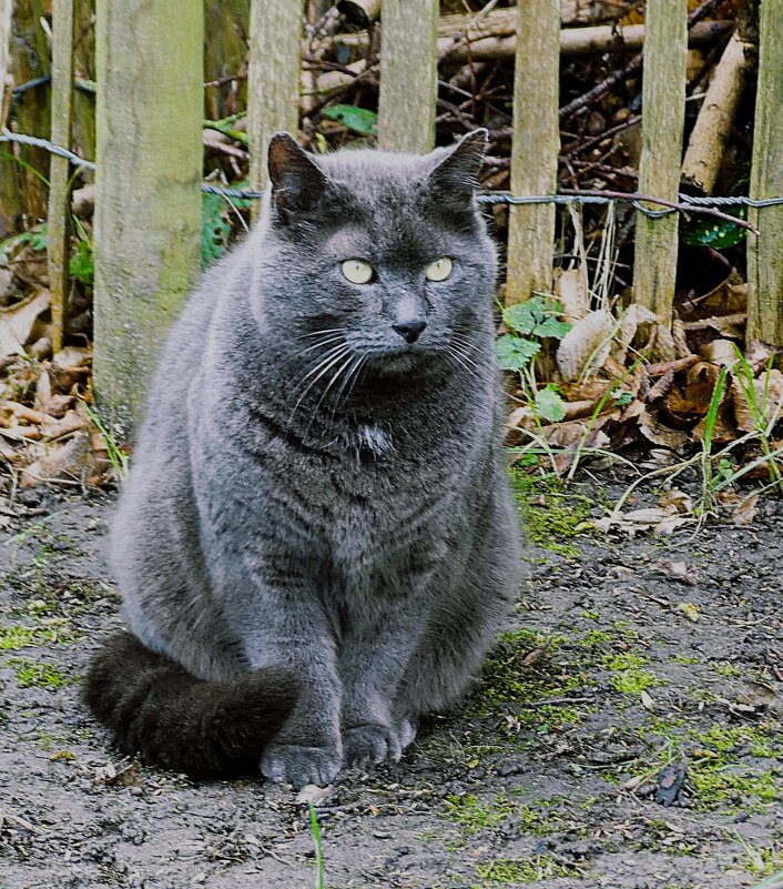 Наблюдатель - Владимир Манкер