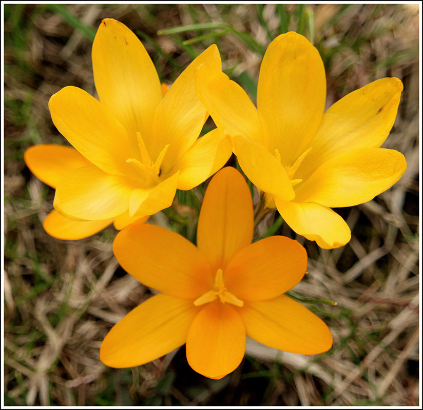 Пошли первые крокусы - Aleksandr Gal