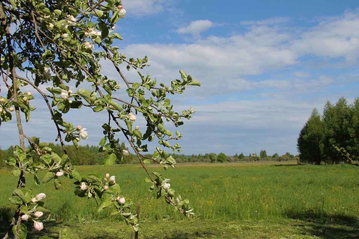 ЦВЕТУЩИЙ МЕСЯЦ МАЙ - Валентина 