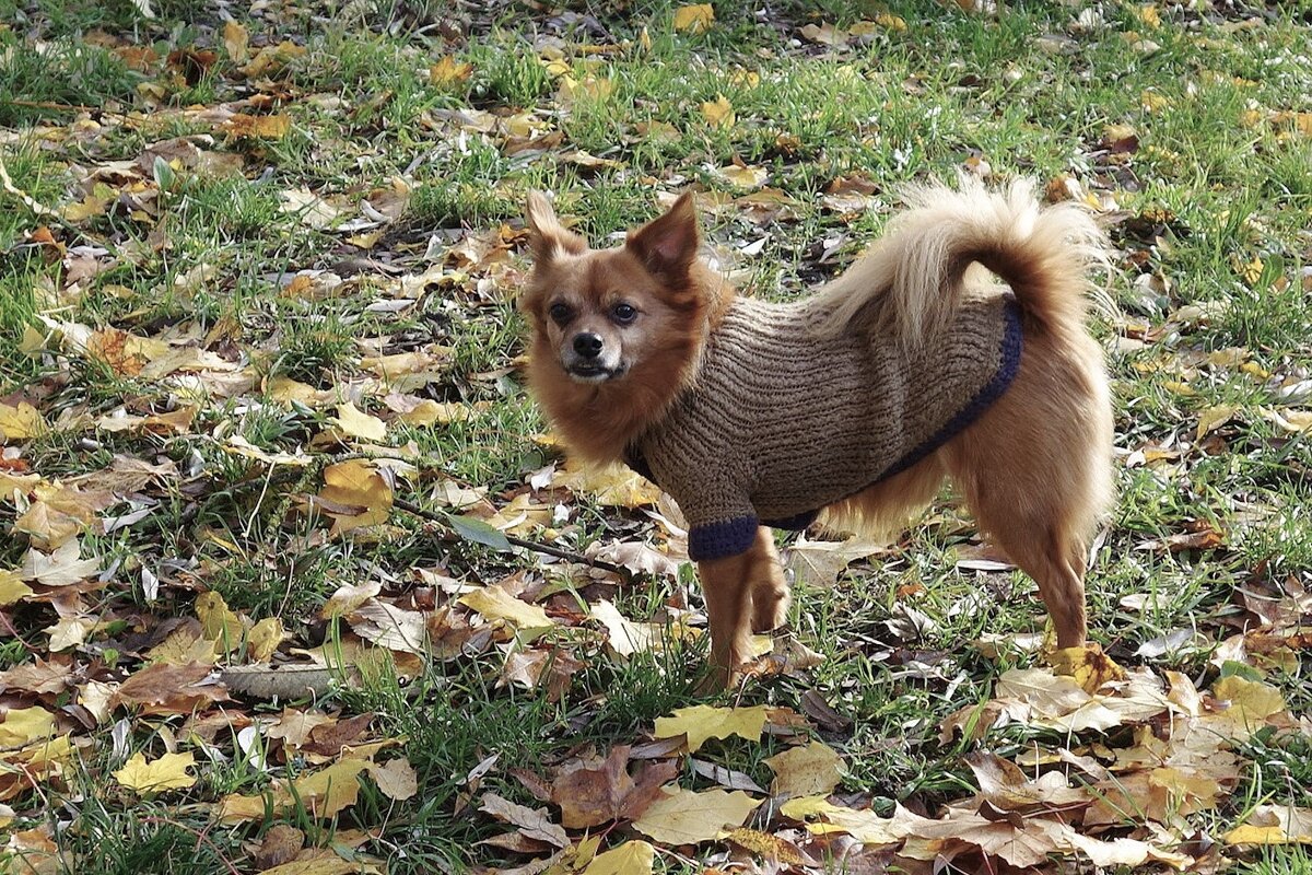 Чихуахуа - Рита Симонова