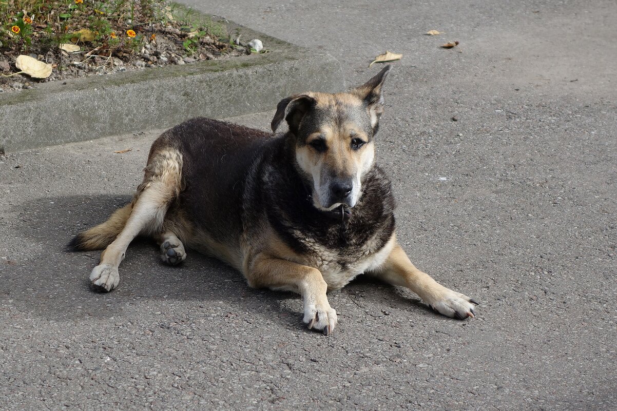 Парковая дворняжка Альма, постарела - Рита Симонова