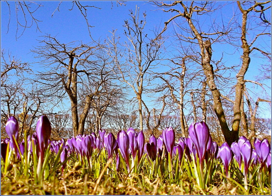 Крокусы и яблони - VasiLina *