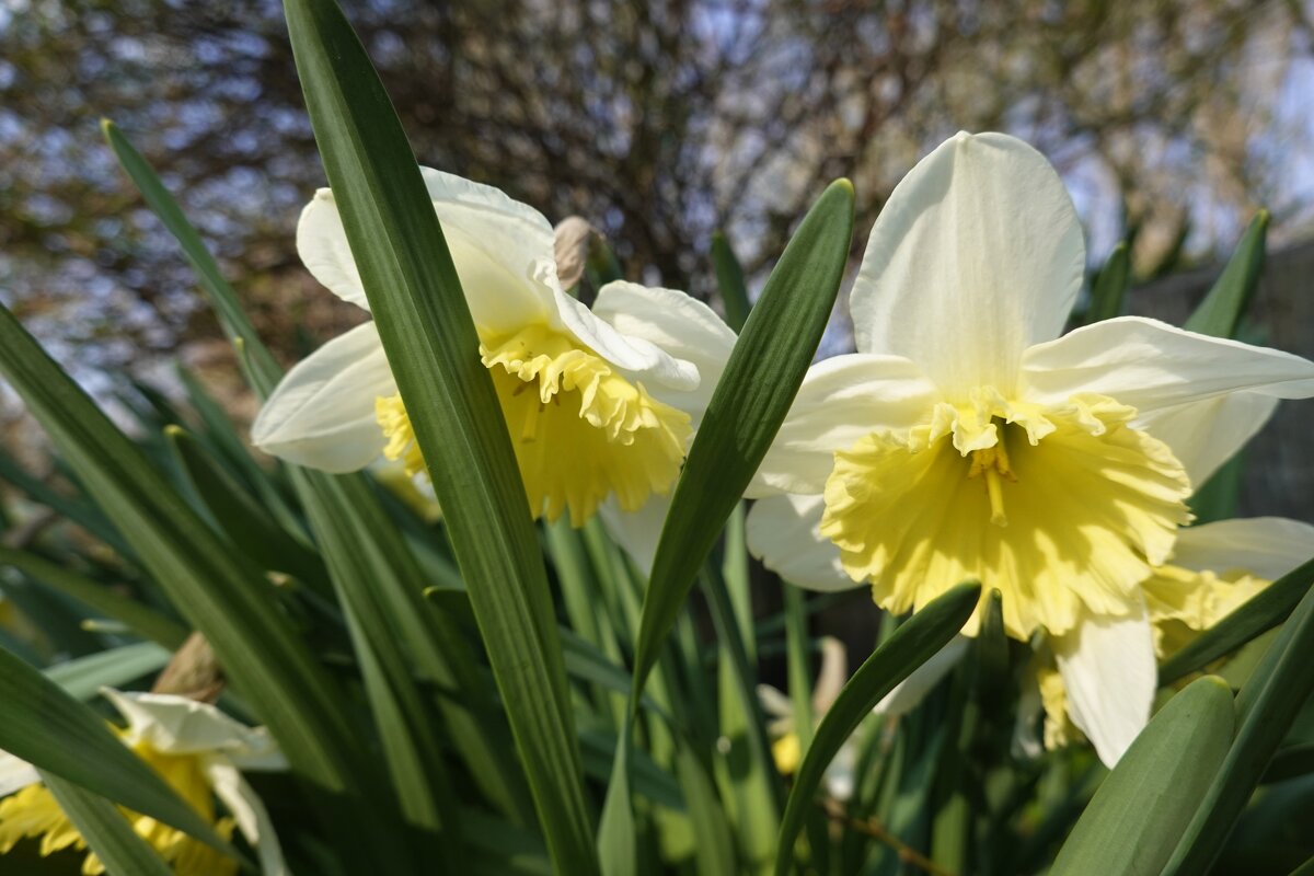 Нарциссы — символ весны, радости и света..... - Галина 
