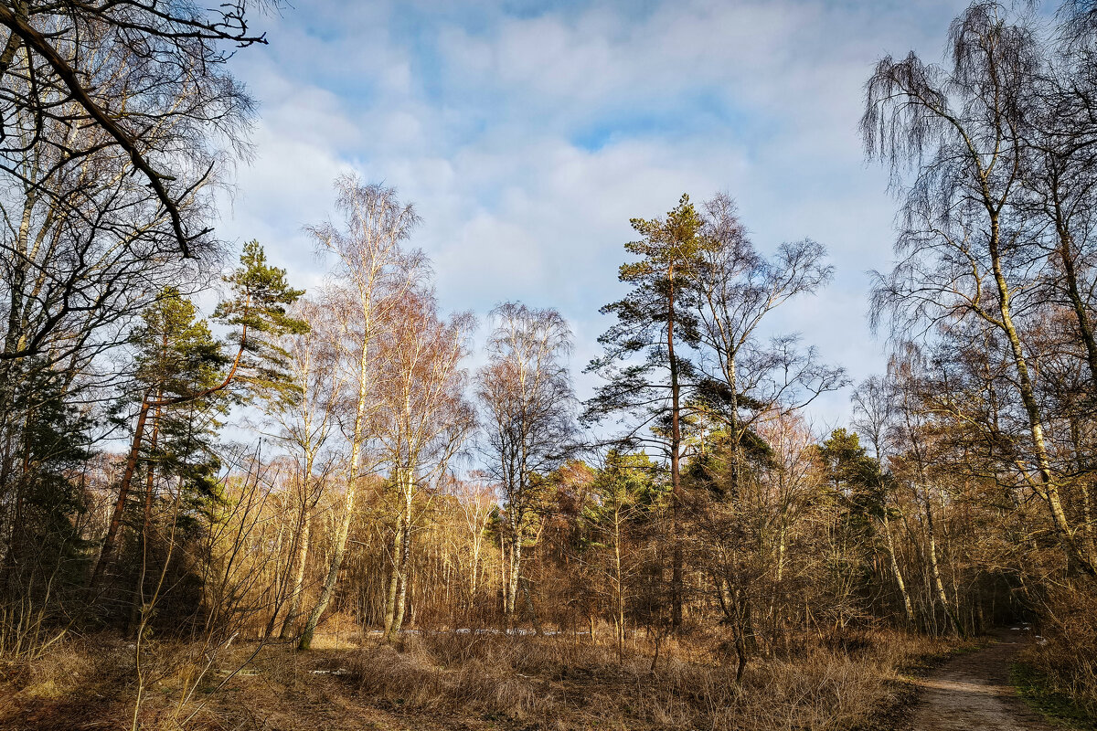 Калининградская область. Куршская коса. - Sergey 