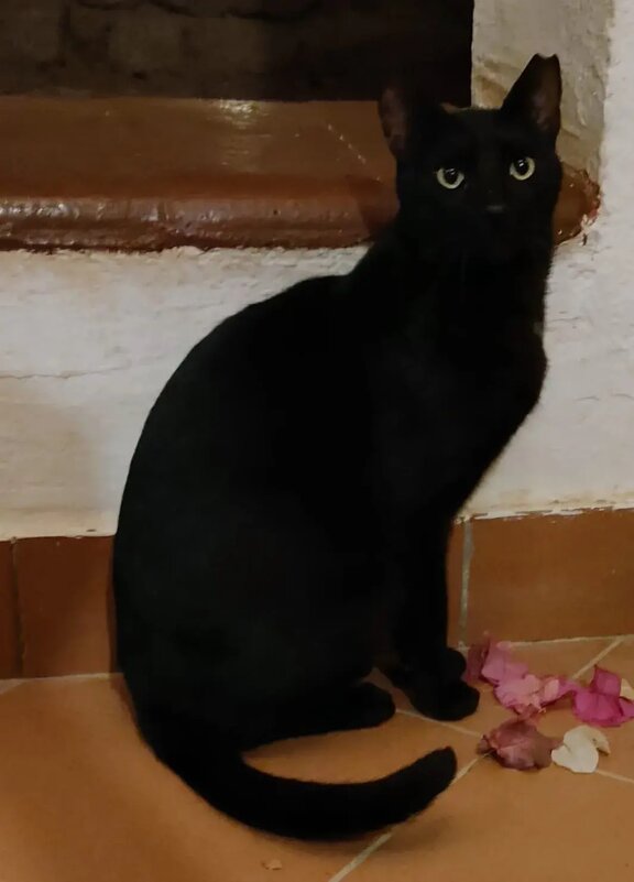 Чёрный кот в Египте - Ирэн 