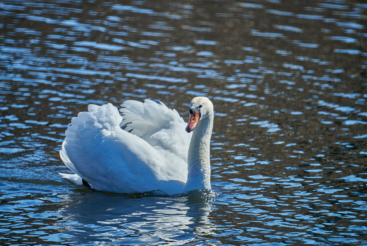 Лебедь - Александр Леонов