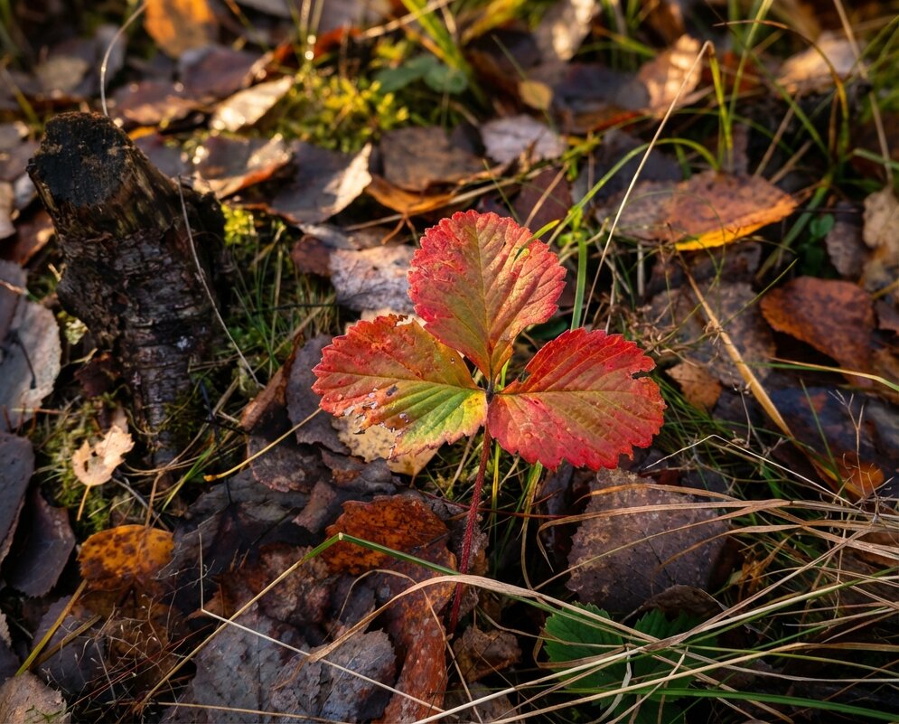 Осенний лист земляники - Лилия 