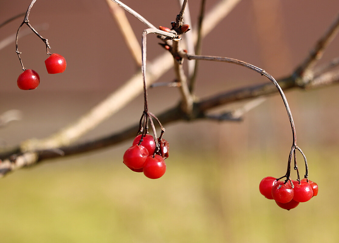 Калина в марте - Светлана 