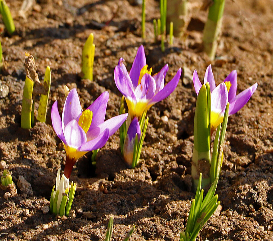 Весна идет - первые крокусы! - Светлана 