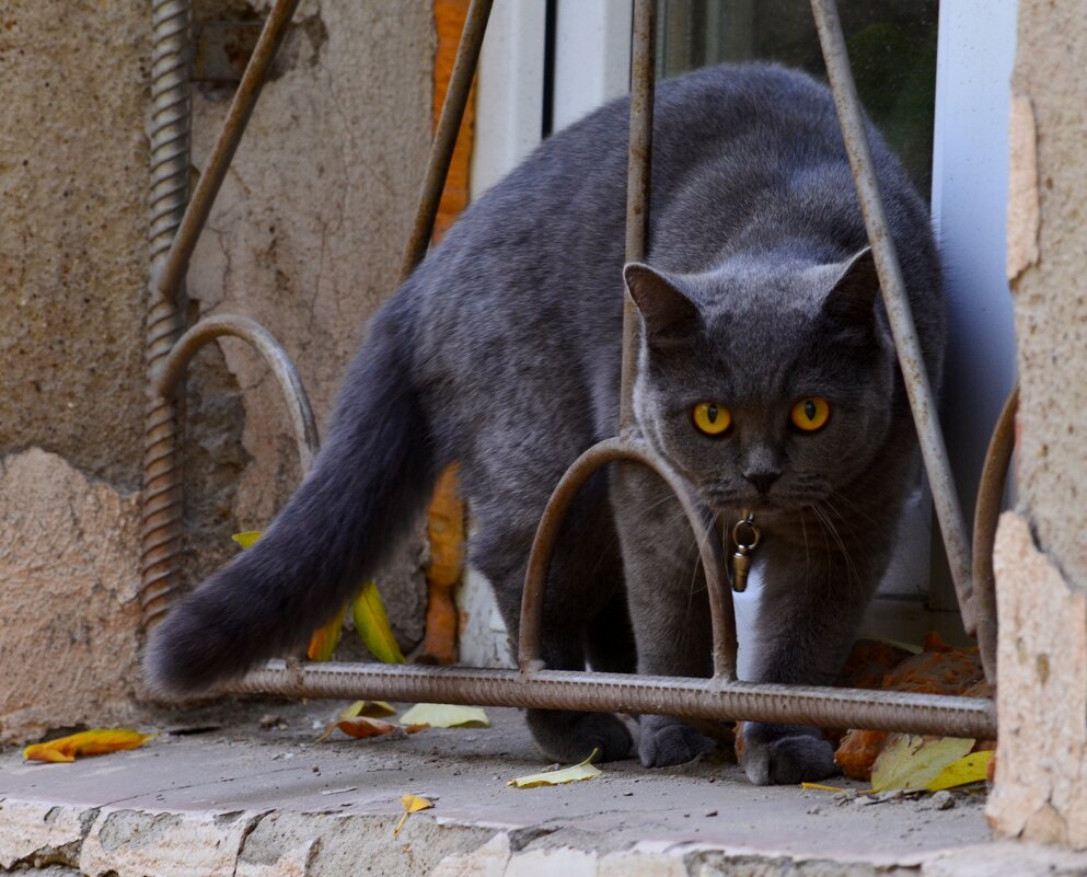 Сижу за решеткой - Savayr 