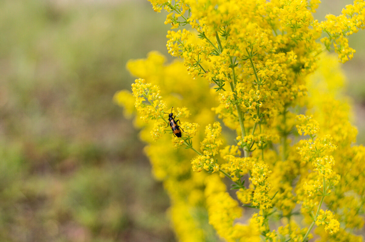 Жук на желтом - Алексей Бабицын