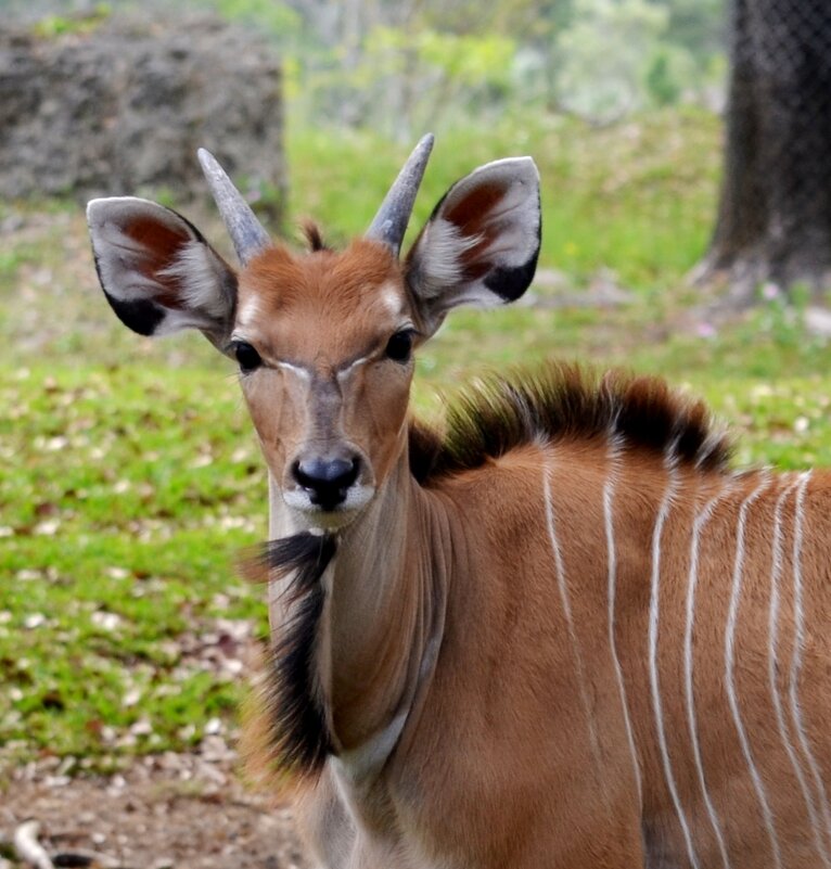 Боевой раскрас - Таня Фиалка