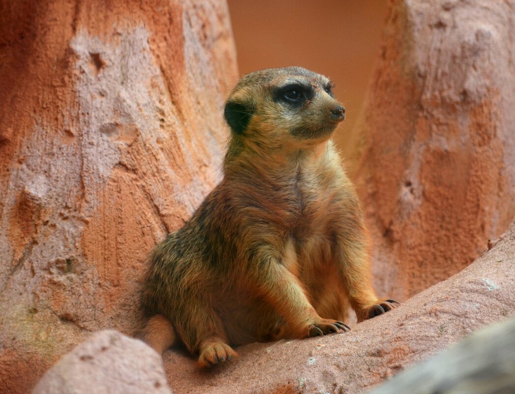 Забавный - Таня Фиалка