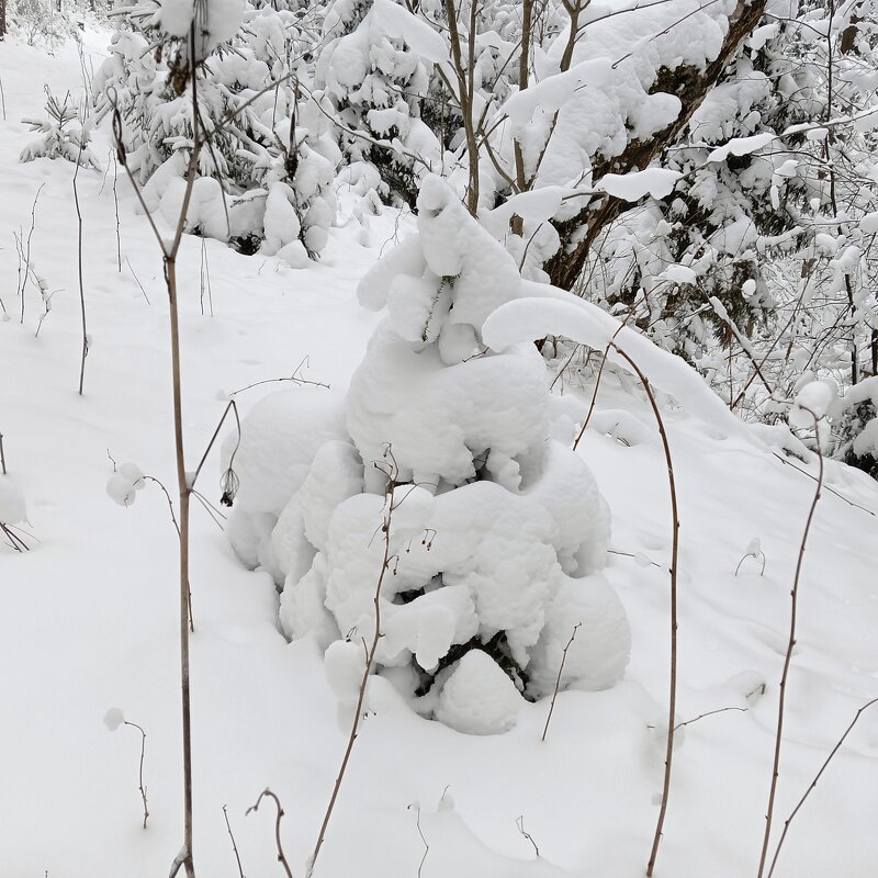 деревья в снегу - Владимир 