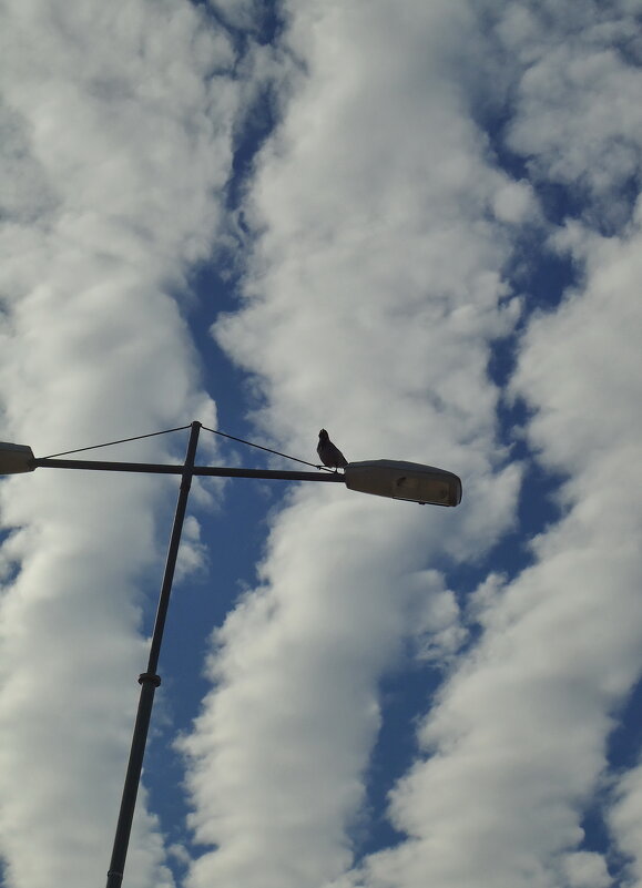 "я правлю в открытое..." - мною - sv.kaschuk 