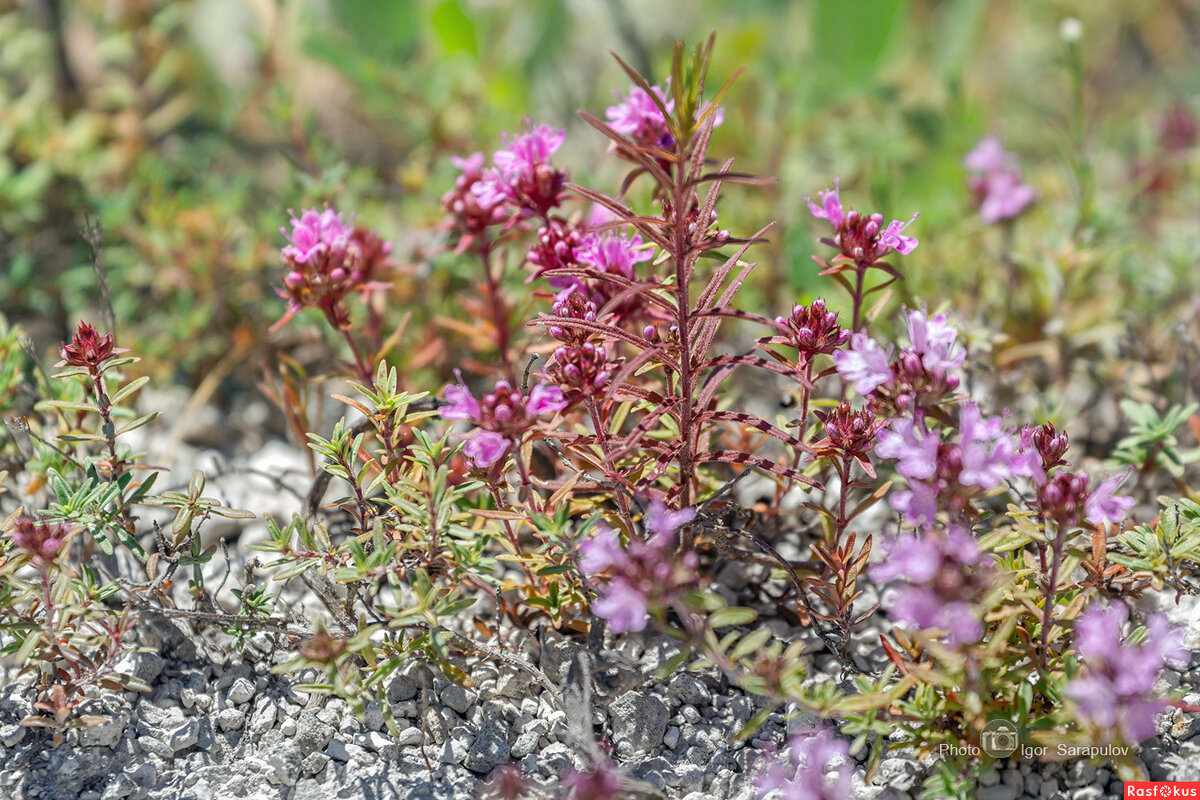 Тимьян меловой - Игорь Сарапулов