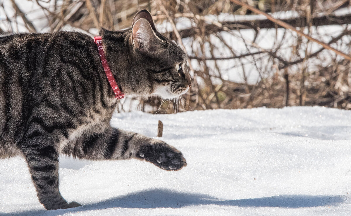 Охотник... - Владимир Безбородов
