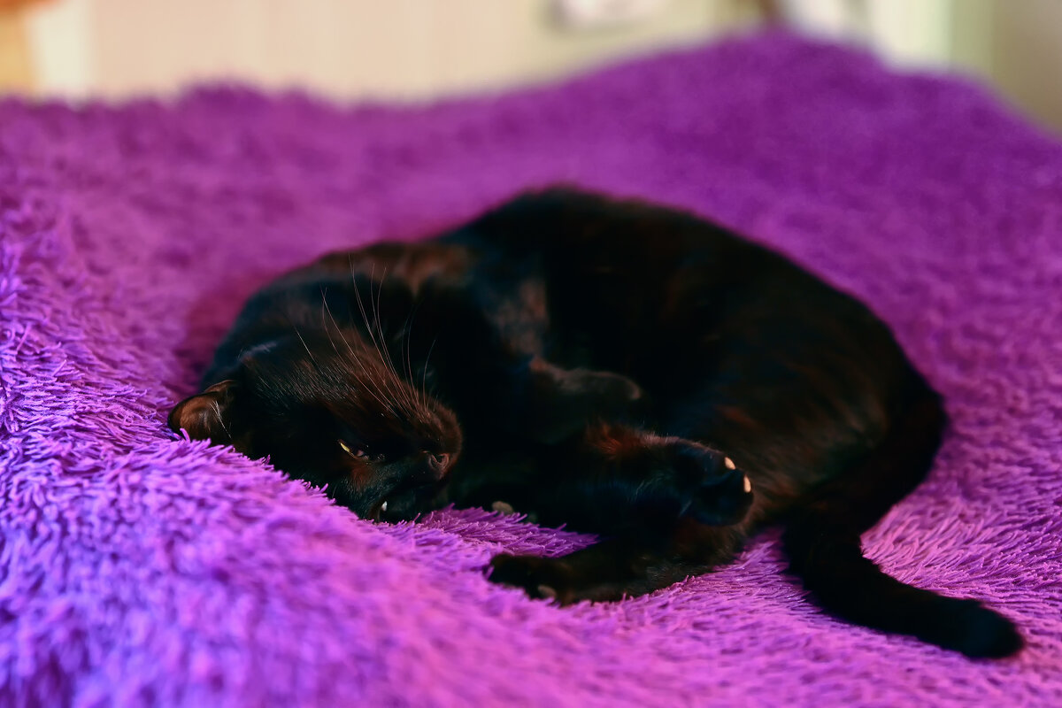 Сладко так спит ... - Евгений Хвальчев